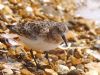 Sanderling