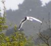 Little Gull