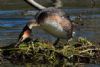 Great Crested Grebe