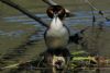 Great Crested Grebe