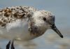 Sanderling