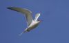 Common Tern