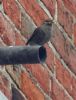 Black Redstart