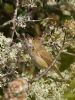 Reed Warbler