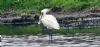 Spoonbill