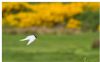 Little Tern