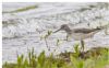 Greenshank