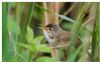 Reed Warbler