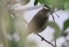 Reed Warbler