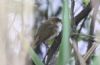 Reed Warbler