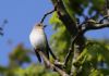 Spotted Flycatcher