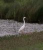 Great White Egret