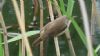 Marsh Warbler