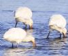 Spoonbill