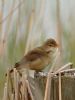 Reed Warbler