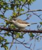 Lesser Whitethroat