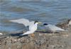 Little Tern