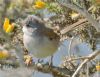 Whitethroat