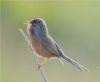 Dartford Warbler