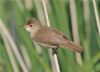 Reed Warbler