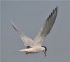 Common Tern