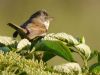 Whitethroat