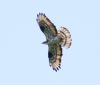 Honey-buzzard