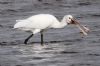 Spoonbill