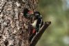 Great Spotted Woodpecker