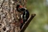 Great Spotted Woodpecker