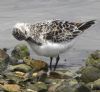 Sanderling