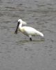 Spoonbill