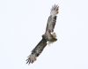 Buzzard