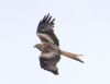 Red Kite