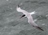 Common Tern