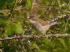 Whitethroat