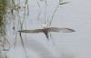 Common Tern