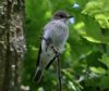 Spotted Flycatcher