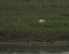 Little Gull