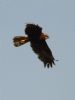 Marsh Harrier