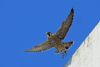 Peregrine