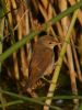 Reed Warbler