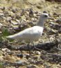 Grey Plover