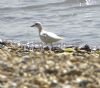 Grey Plover