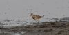 Pectoral Sandpiper