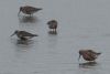 Curlew Sandpiper