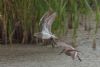 Pectoral Sandpiper