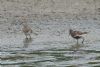 Pectoral Sandpiper