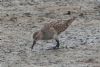 Pectoral Sandpiper