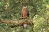 Red Kite